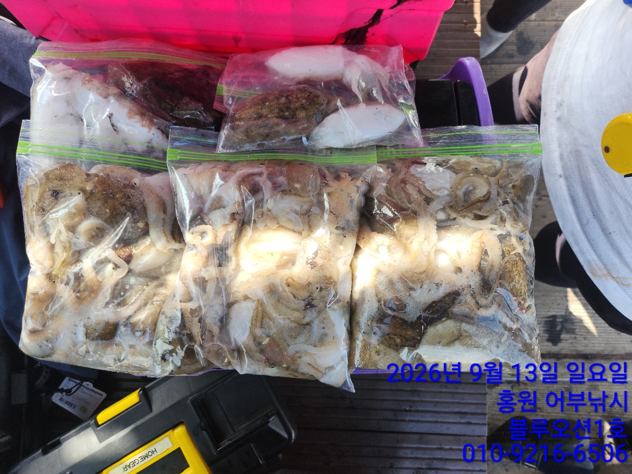 9월 13일 갑오징어 선상낚시 조황 현장 사진 3