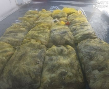 9월 13일 군산 주꾸미 선상낚시 조황 현장 사진 7