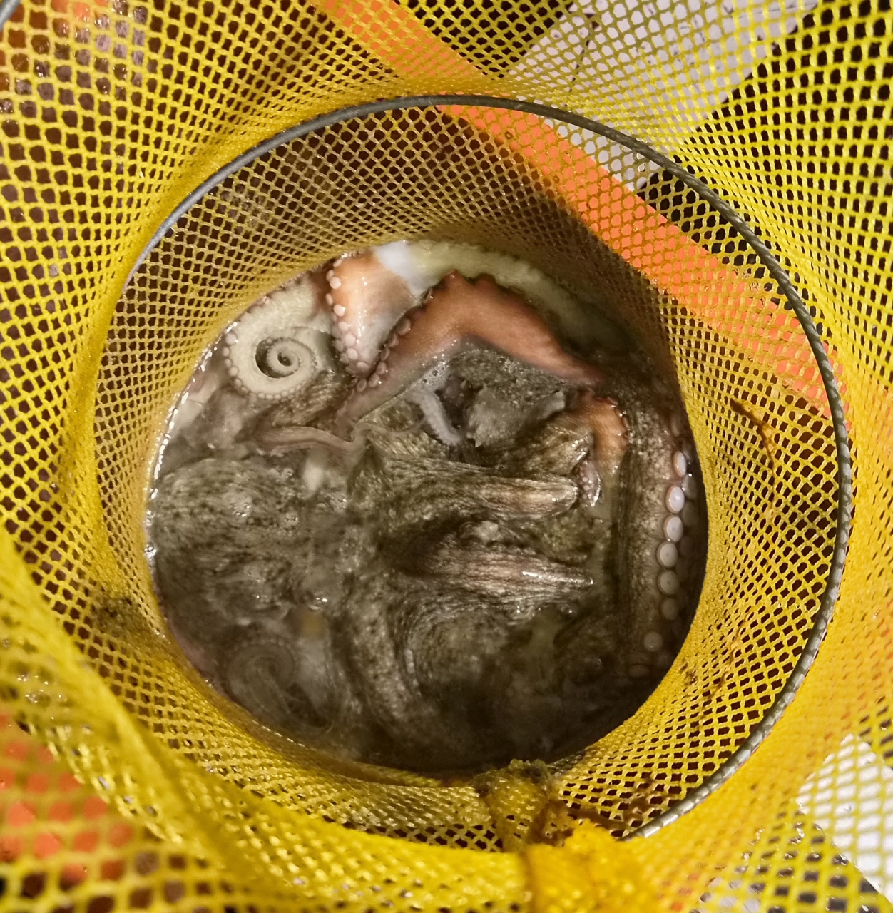 9월 12일 포항 문어 선상낚시 조황 현장 사진 7