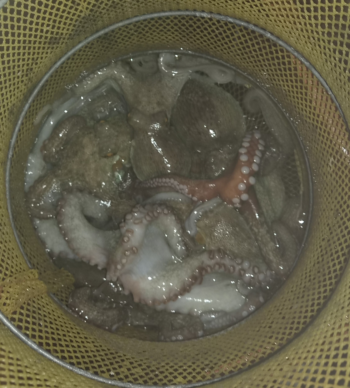 9월 12일 포항 문어 선상낚시 조황 현장 사진 8