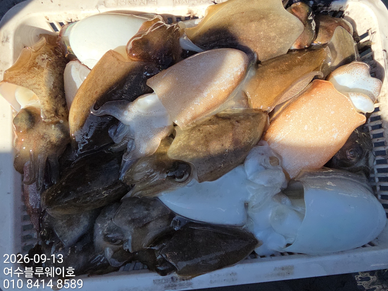 9월 13일 여수 갑오징어 선상낚시 조황 현장 사진 7
