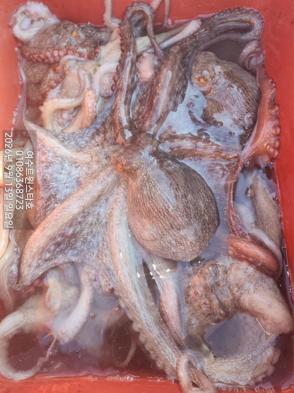 9월 13일 여수 문어 선상낚시 조황 현장 사진 1