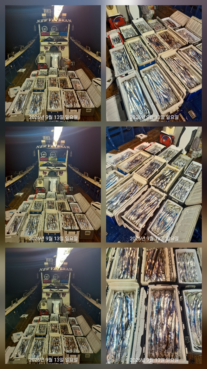 9월 13일 여수 갈치 선상낚시 조황 현장 사진 9