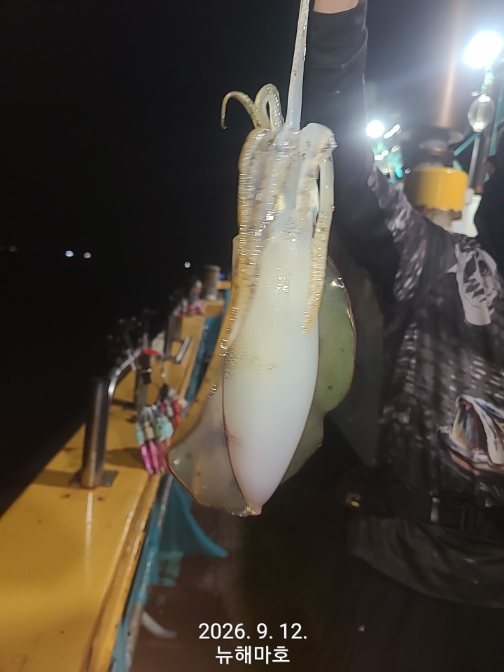 9월 13일 포항 무늬오징어 선상낚시 조황 현장 사진 5
