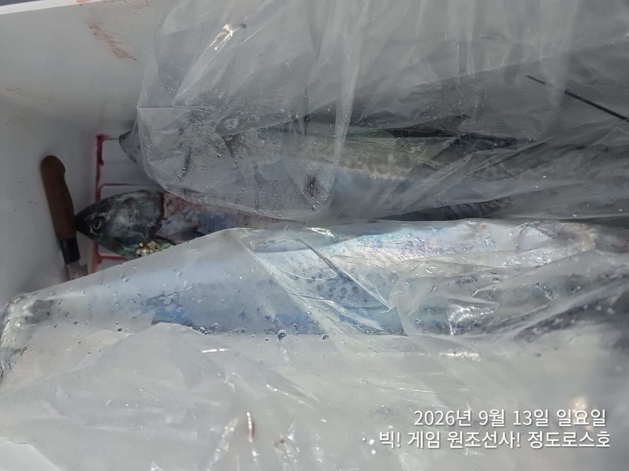 9월 13일 포항 무늬오징어 선상낚시 조황 현장 사진 32