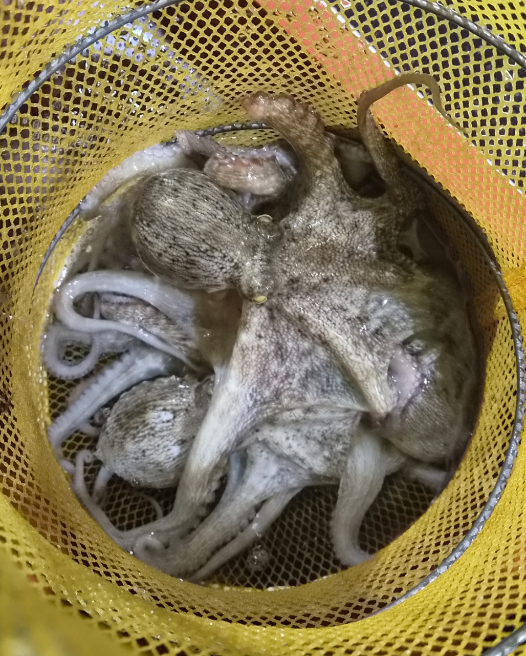 9월 12일 포항 문어 선상낚시 조황 현장 사진 6