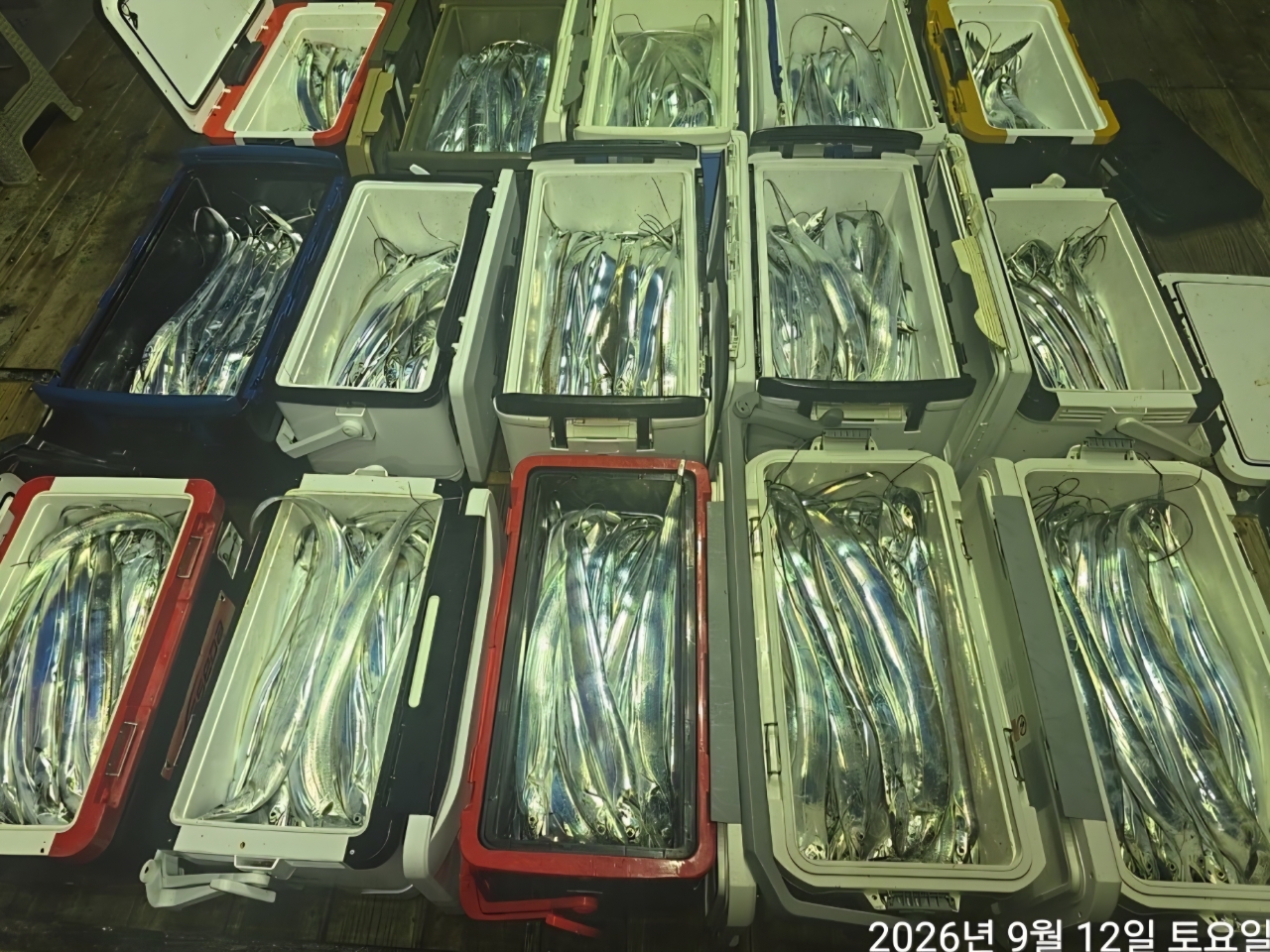 9월 13일 남해 갈치 선상낚시 조황 현장 사진 14
