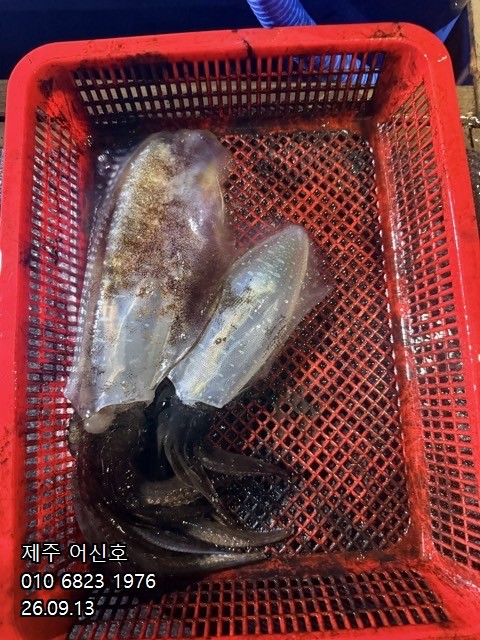 9월 12일 제주 갑오징어 선상낚시 조황 현장 사진 19