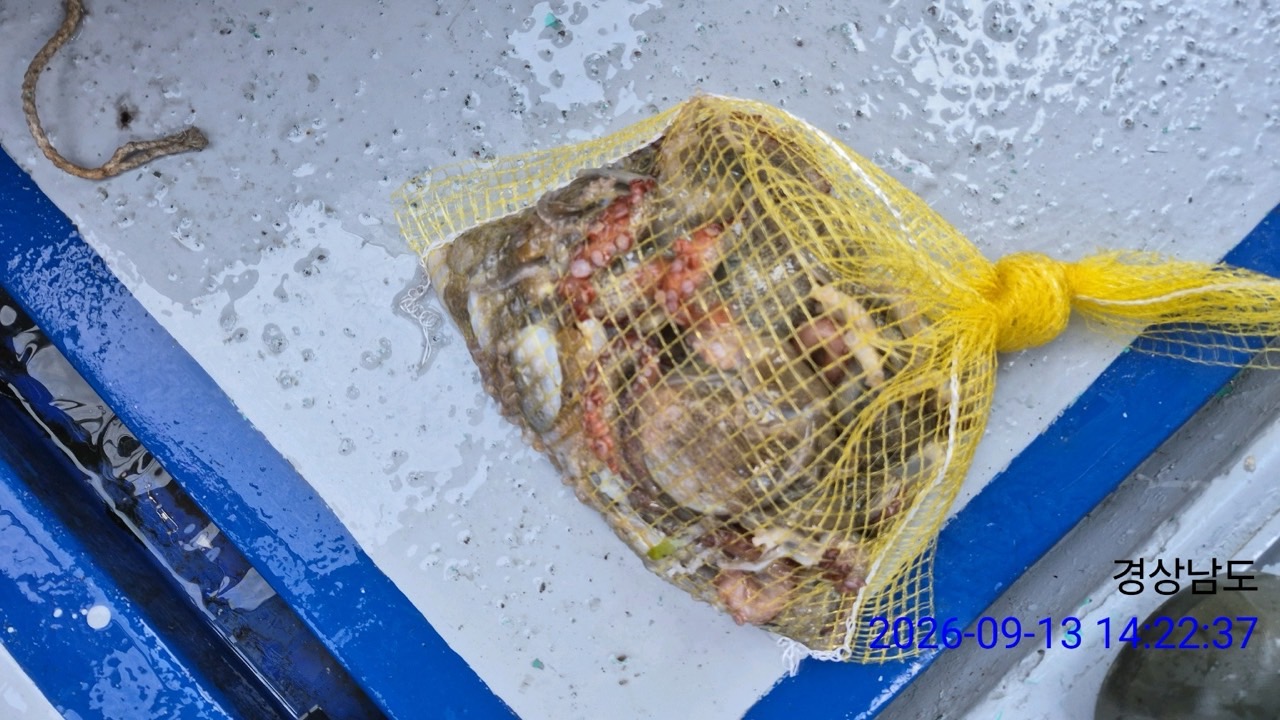 9월 13일 삼천포 문어 선상낚시 조황 현장 사진 1