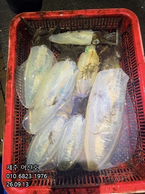 9월 12일 제주 갑오징어 선상낚시 조황 현장 사진 16