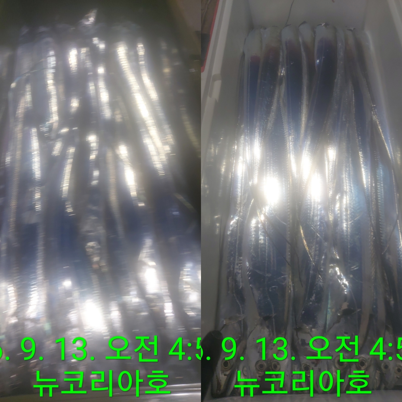 9월 13일 통영 한치 선상낚시 조황 현장 사진 3