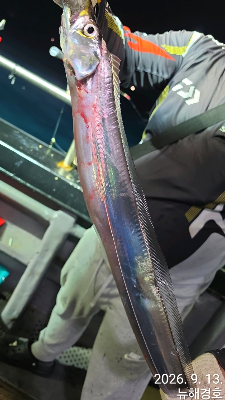 9월 13일 남해 갈치 선상낚시 조황 현장 사진 2