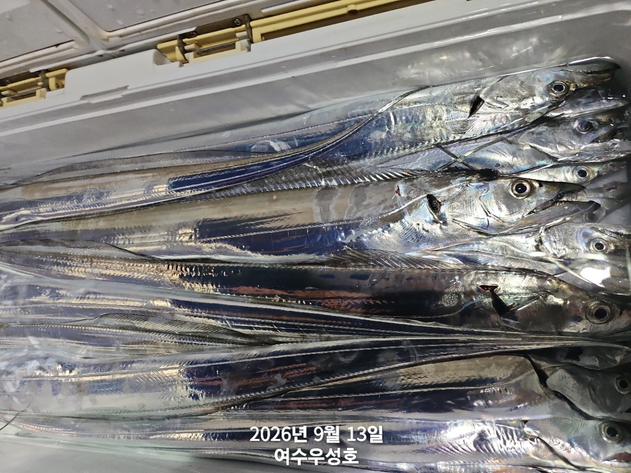 9월 13일 여수 갈치 선상낚시 조황 현장 사진 9