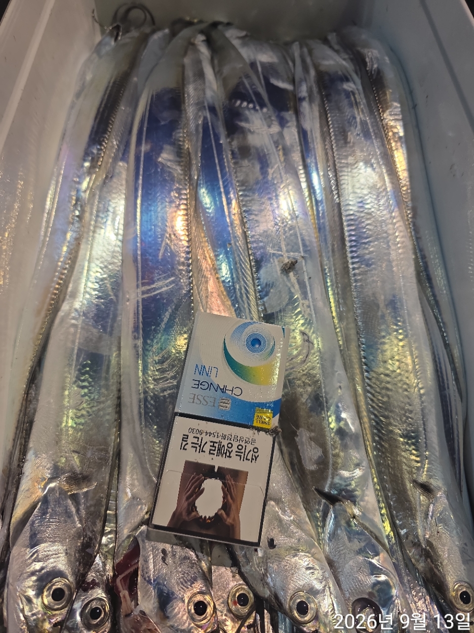 9월 12일 남해 무늬오징어 선상낚시 조황 현장 사진 14