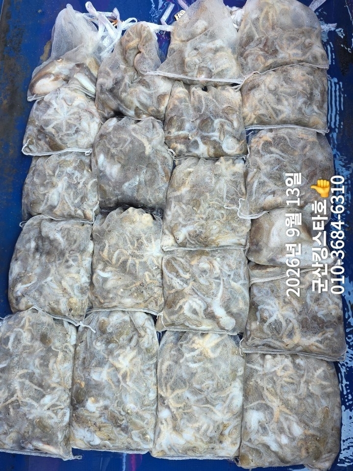 9월 14일 군산 주꾸미 선상낚시 조황 현장 사진 4