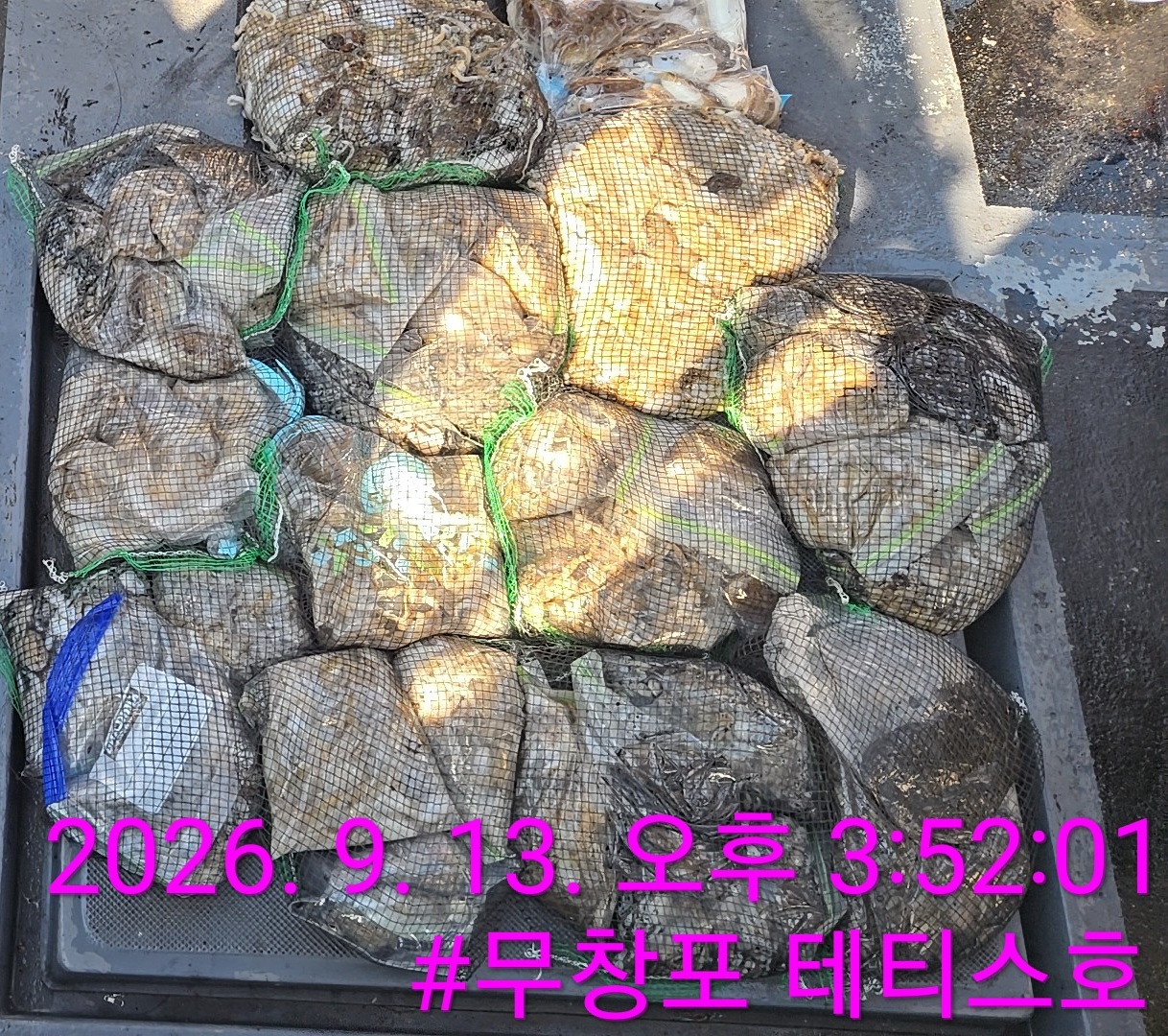 9월 13일 갑오징어 선상낚시 조황 현장 사진 2