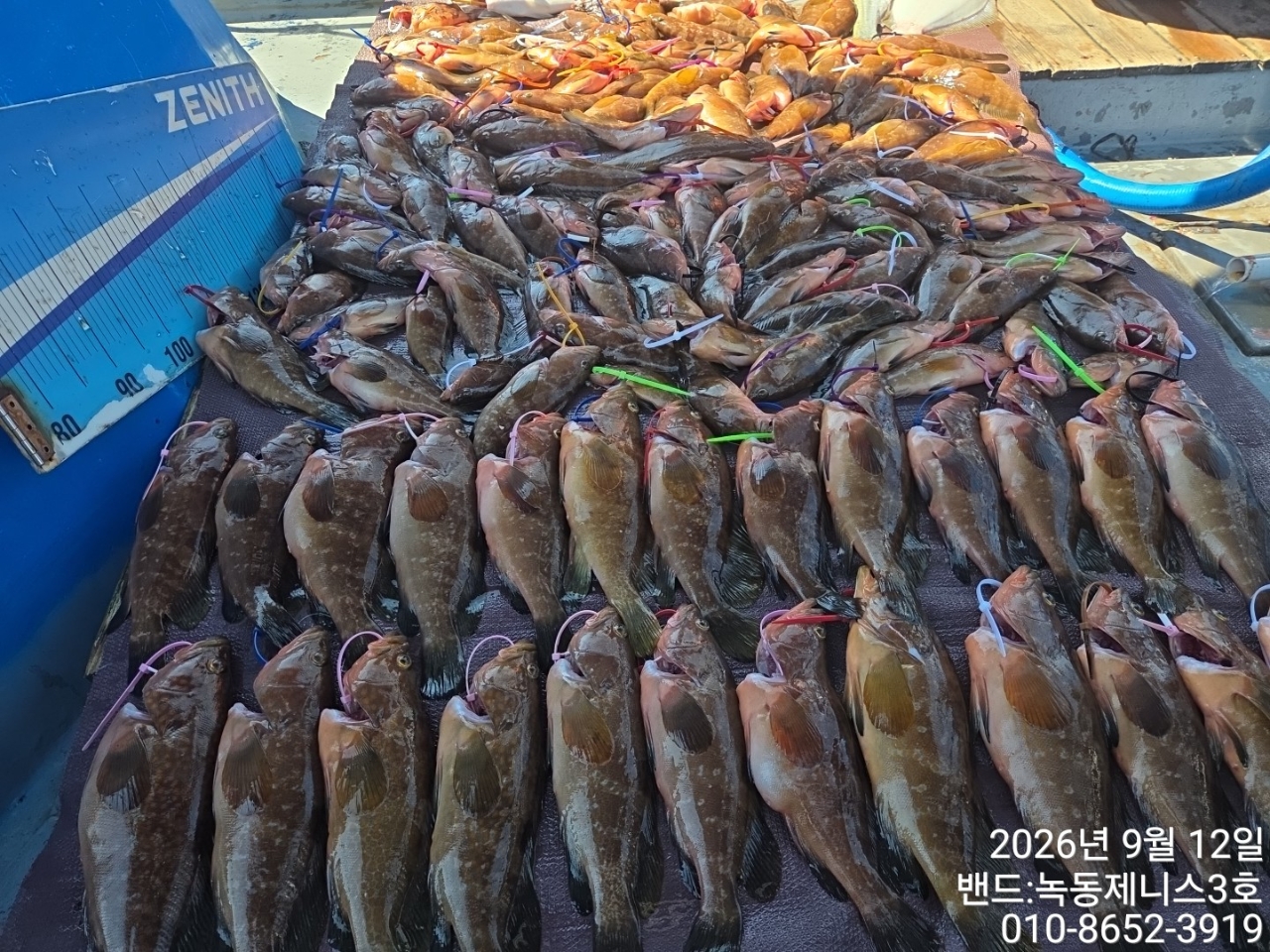 9월 13일 붉바리 선상낚시 조황 현장 사진 2