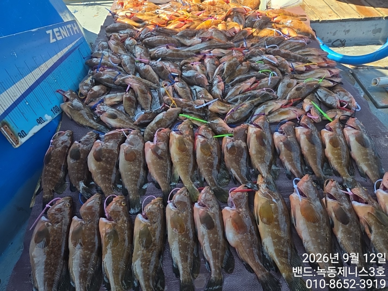 9월 13일 붉바리 선상낚시 조황 현장 사진 3