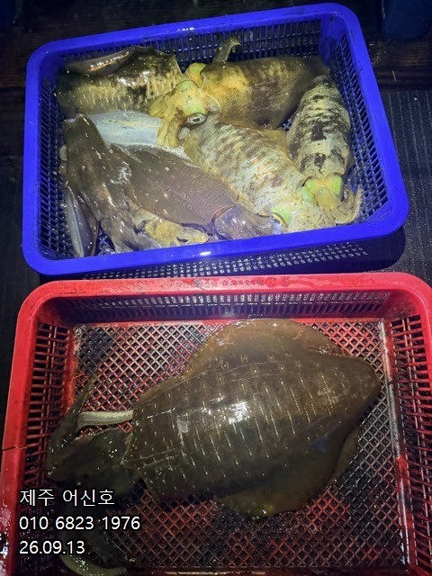 9월 12일 제주 갑오징어 선상낚시 조황 현장 사진 13