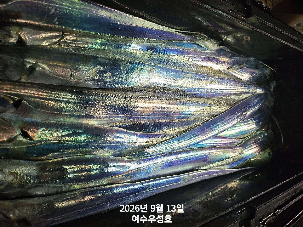 9월 13일 여수 갈치 선상낚시 조황 현장 사진 5
