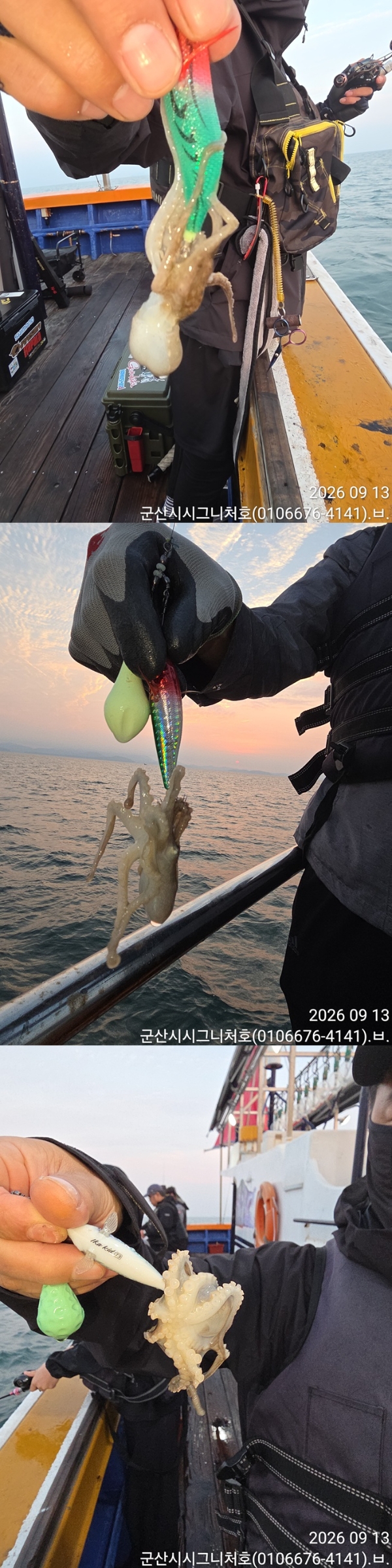 9월 13일 군산 갑오징어 선상낚시 조황 현장 사진 4