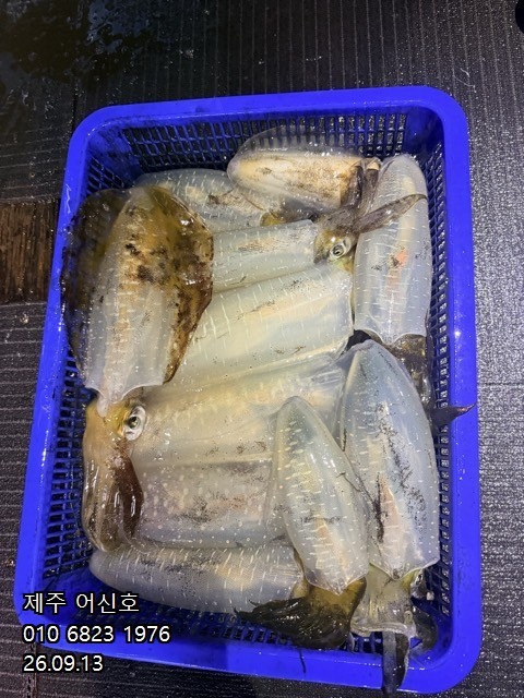 9월 12일 제주 갑오징어 선상낚시 조황 현장 사진 15