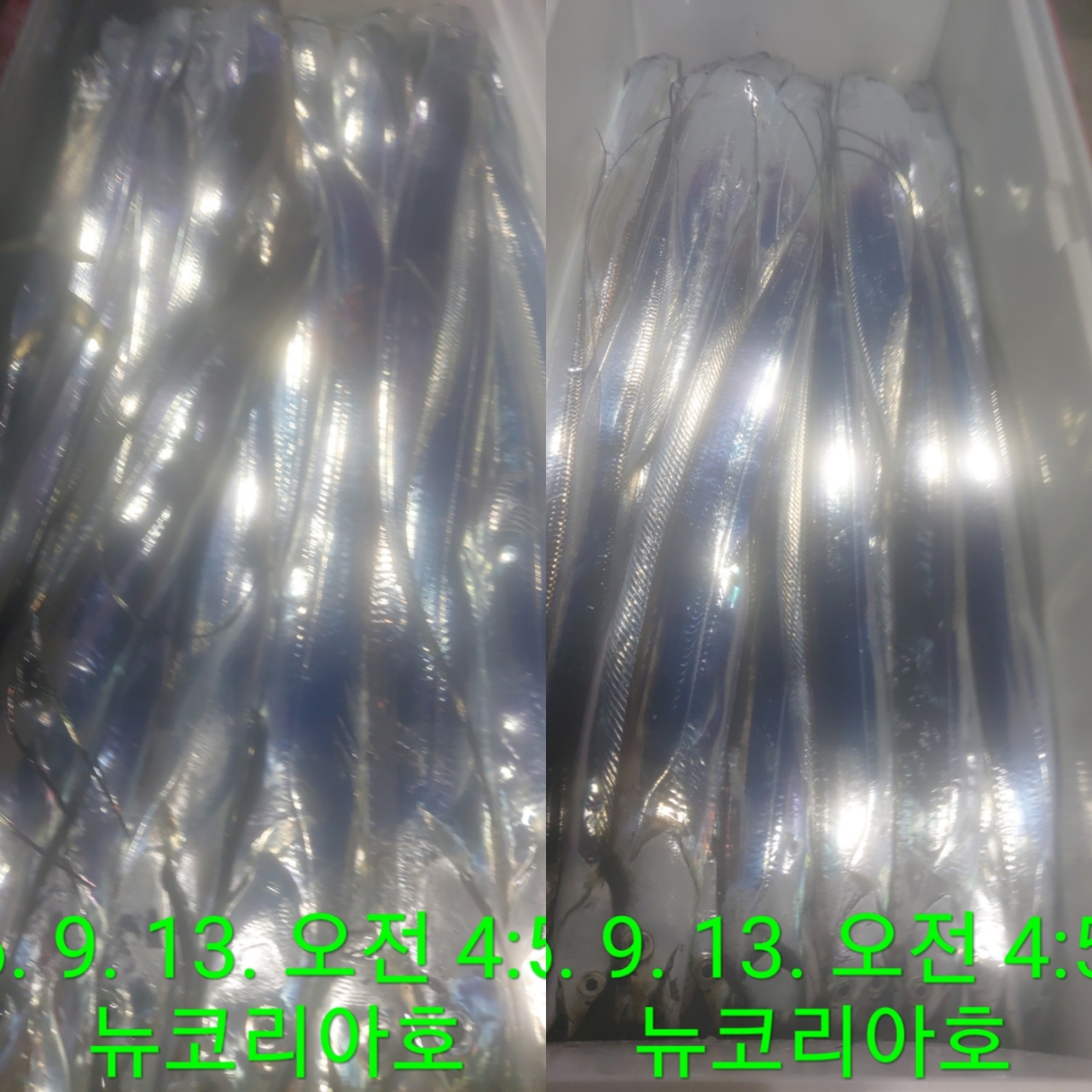 9월 13일 통영 한치 선상낚시 조황 현장 사진 4