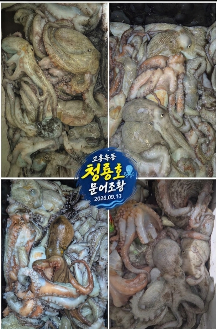 9월 13일 문어 선상낚시 조황 현장 사진 2