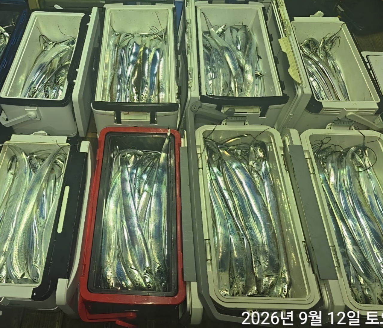 9월 13일 남해 갈치 선상낚시 조황 현장 사진 12