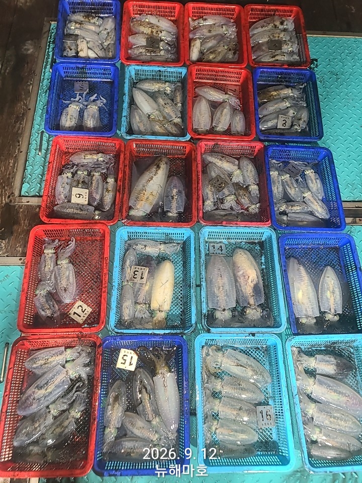 9월 13일 포항 무늬오징어 선상낚시 조황 현장 사진 2
