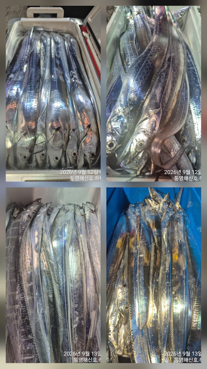 9월 13일 무늬오징어 선상낚시 조황 현장 사진 8