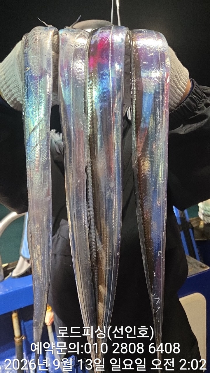 9월 12일 고성 갈치 선상낚시 조황 현장 사진 8