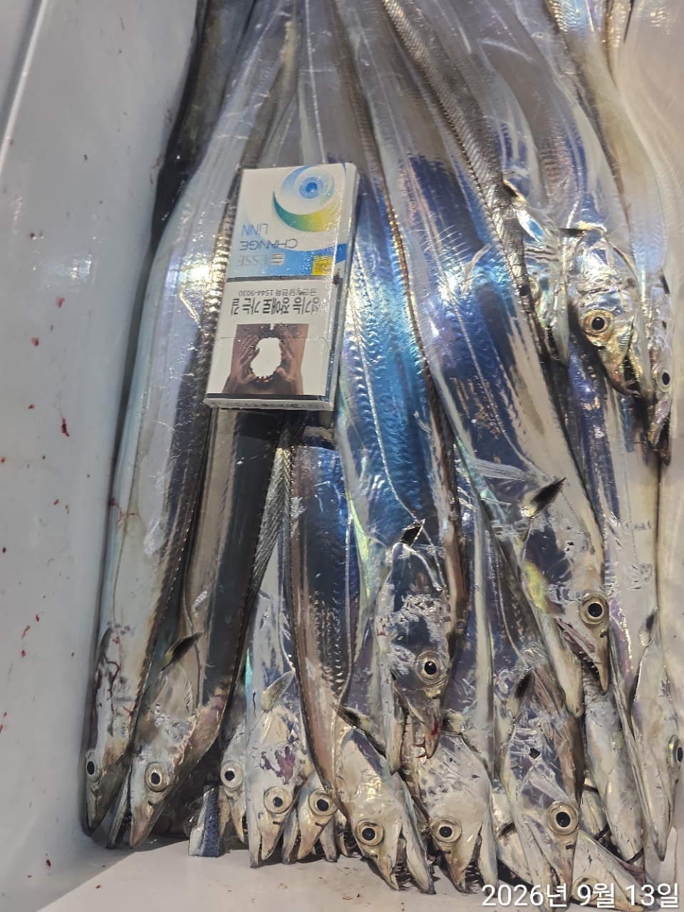 9월 12일 남해 무늬오징어 선상낚시 조황 현장 사진 18