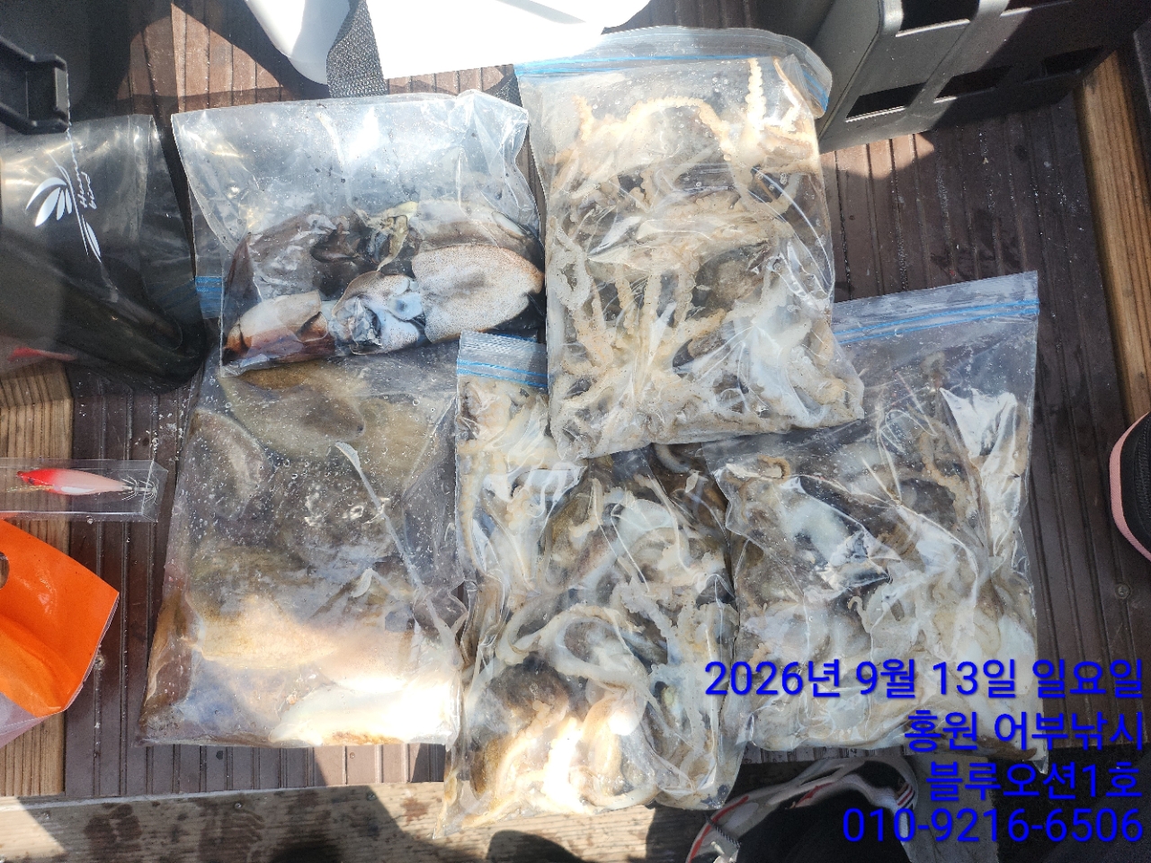 9월 13일 갑오징어 선상낚시 조황 현장 사진 4