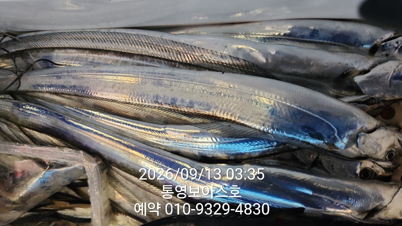 9월 13일 통영 한치 선상낚시 조황 현장 사진 23