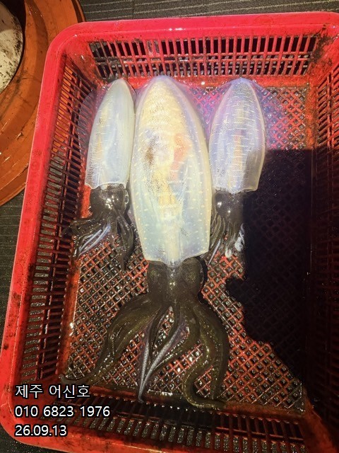 9월 12일 제주 갑오징어 선상낚시 조황 현장 사진 18