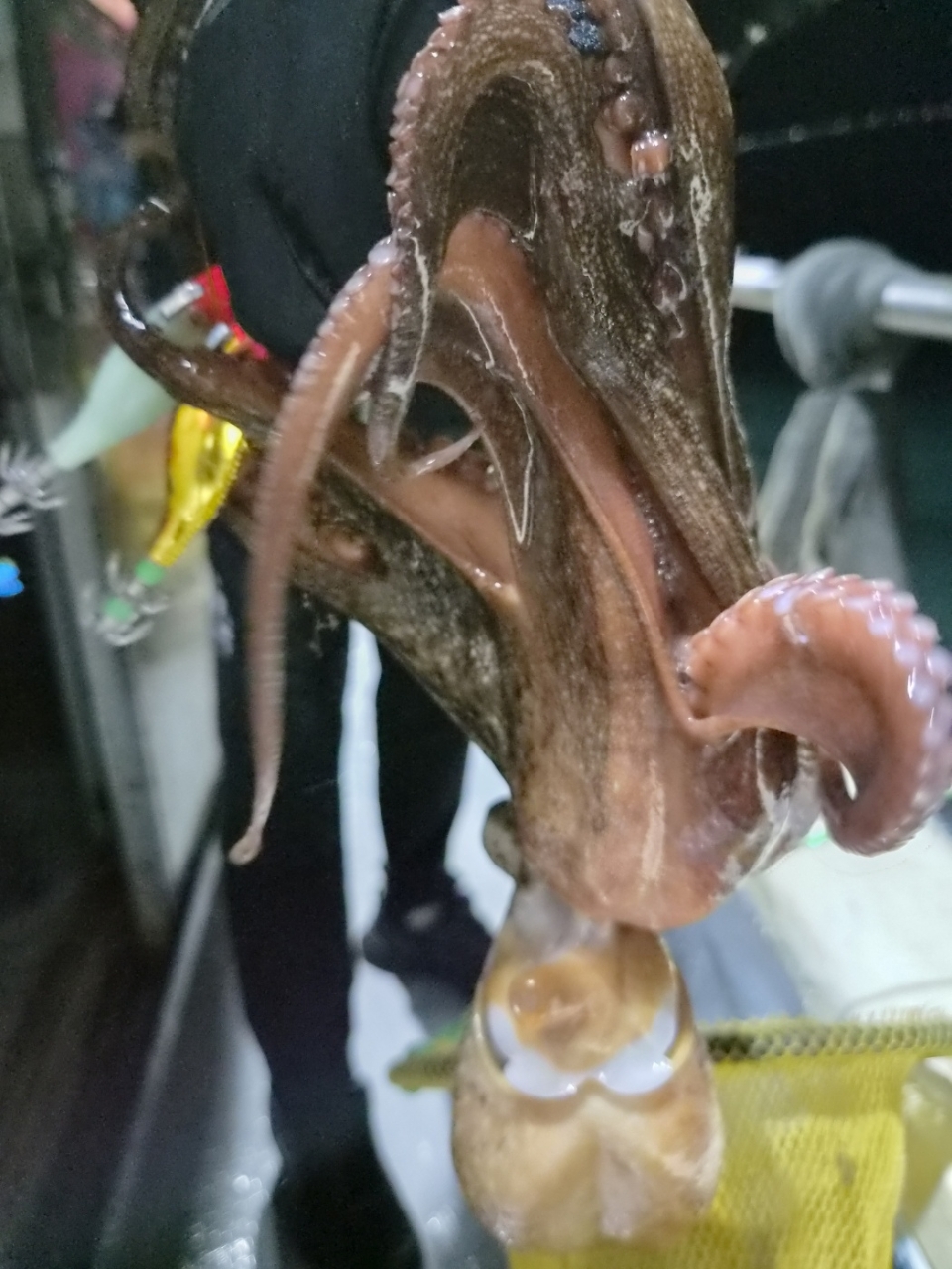 9월 13일 문어 선상낚시 조황 현장 사진 10