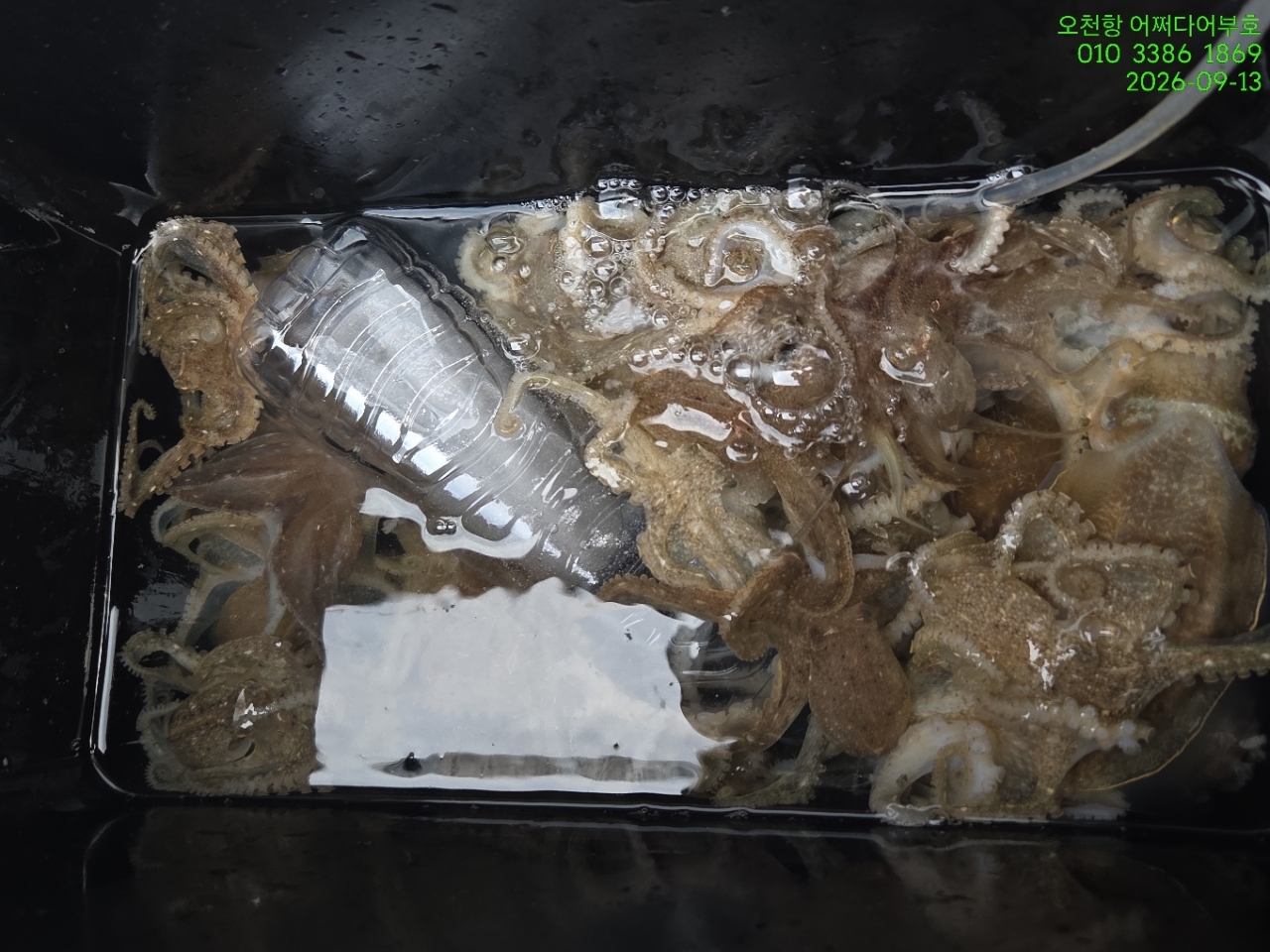 9월 13일 갑오징어 선상낚시 조황 현장 사진 11
