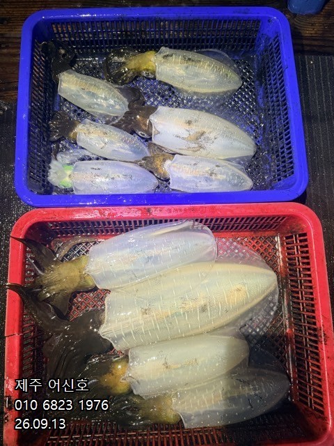 9월 12일 제주 갑오징어 선상낚시 조황 현장 사진 14