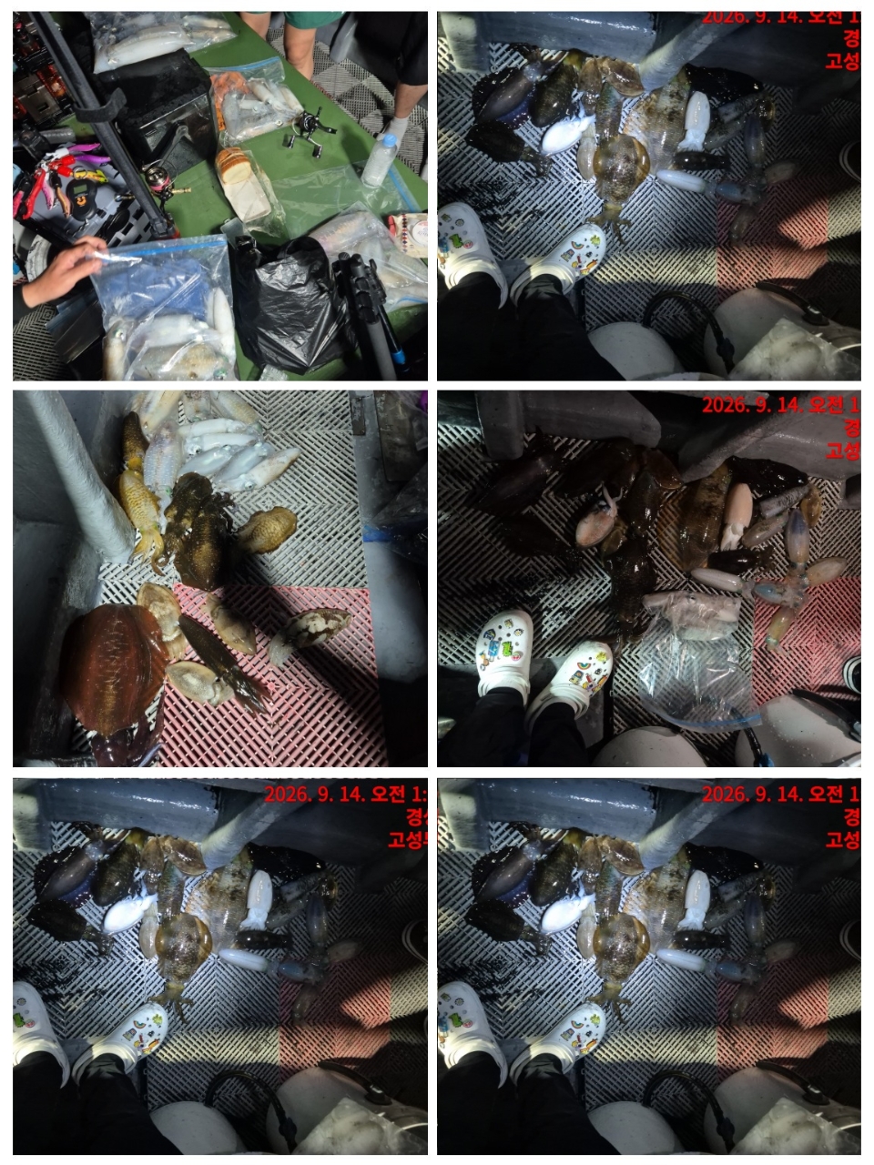 9월 14일 사량도 무늬오징어 선상낚시 조황 현장 사진 2