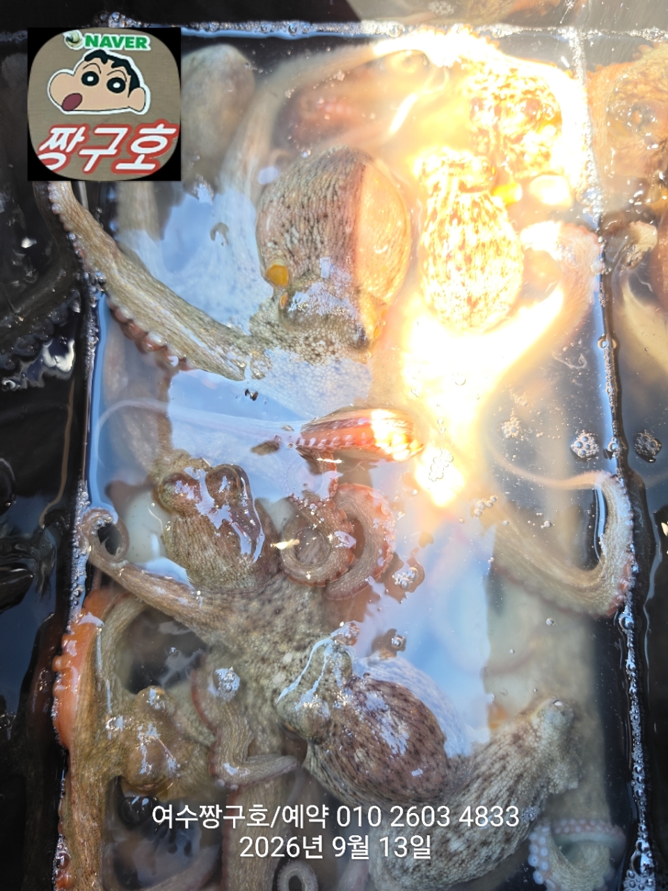 9월 13일 여수 문어 선상낚시 조황 현장 사진 8
