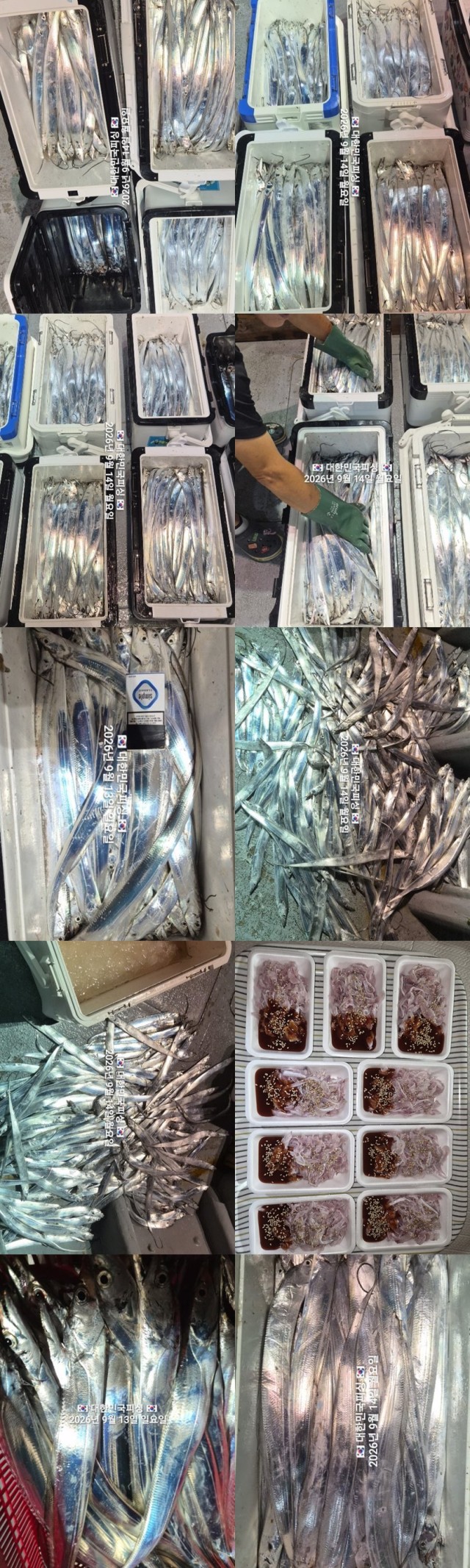 9월 14일 진해 갈치 선상낚시 조황 현장 사진 4