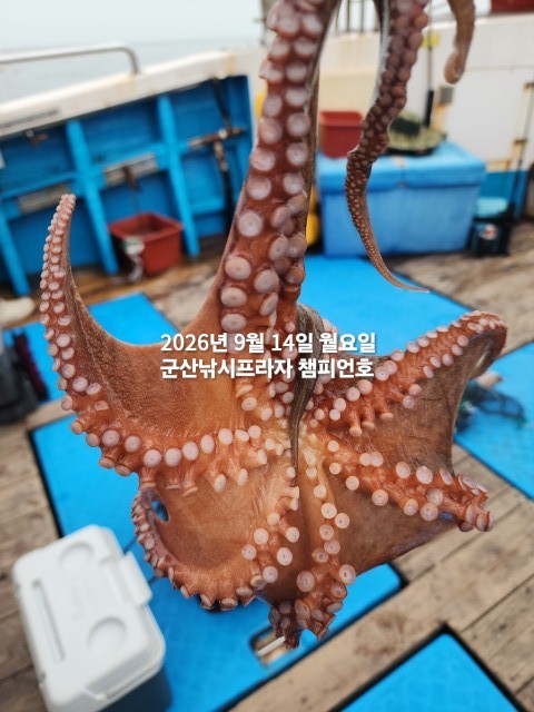 9월 14일 여수 문어 선상낚시 조황 현장 사진 5