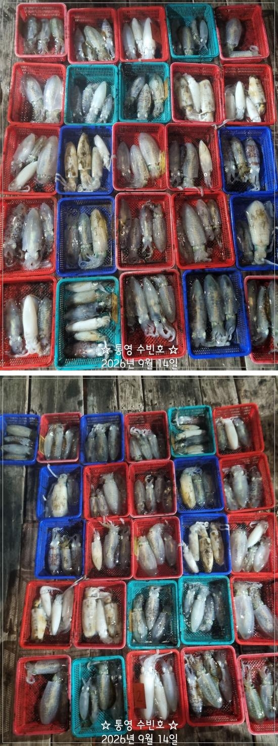9월 14일 무늬오징어 선상낚시 조황 현장 사진 1