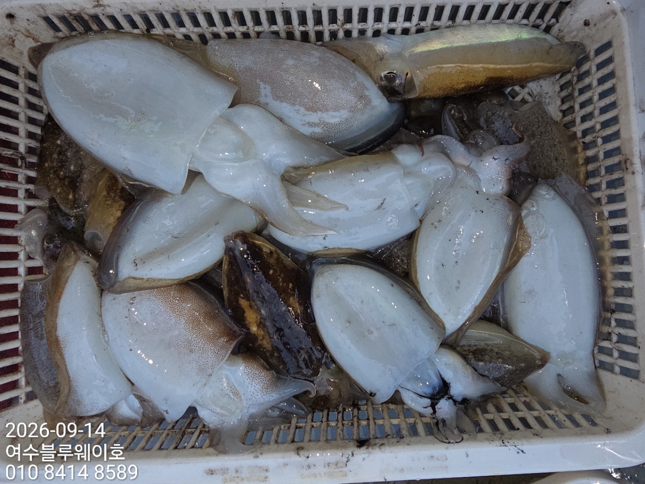 9월 15일 여수 갑오징어 선상낚시 조황 현장 사진 20