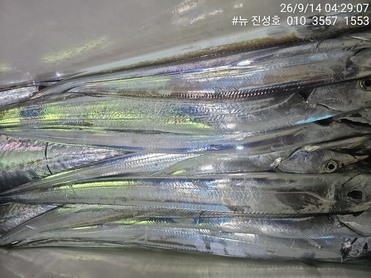 8월 14일 거제 선상낚시 조황 현장 사진 2