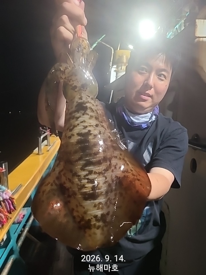 9월 14일 포항 무늬오징어 선상낚시 조황 현장 사진 24