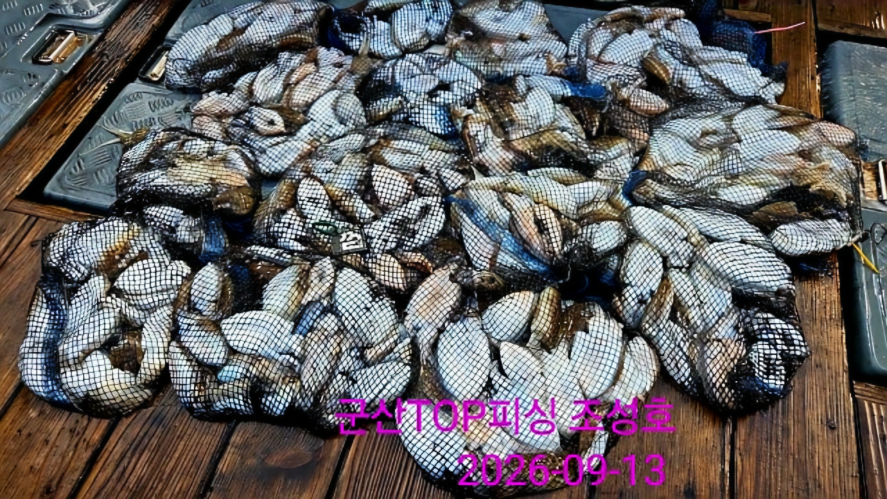 9월 14일 갑오징어 선상낚시 조황 현장 사진 1
