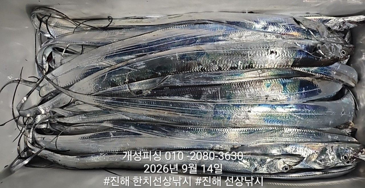 9월 14일 진해 갈치 선상낚시 조황 현장 사진 7
