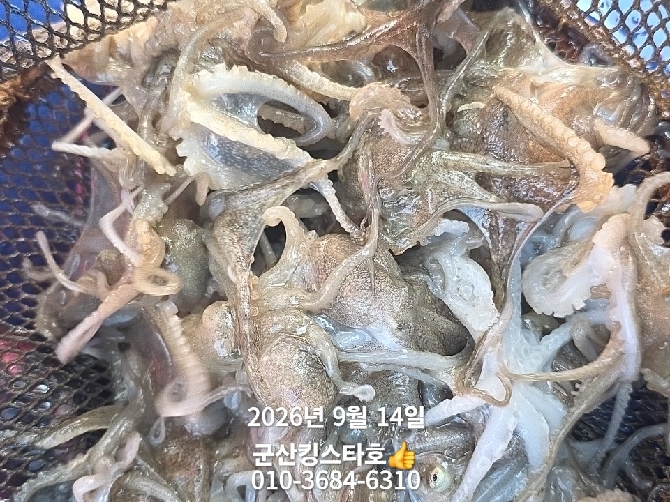 9월 14일 군산 주꾸미 선상낚시 조황 현장 사진 9
